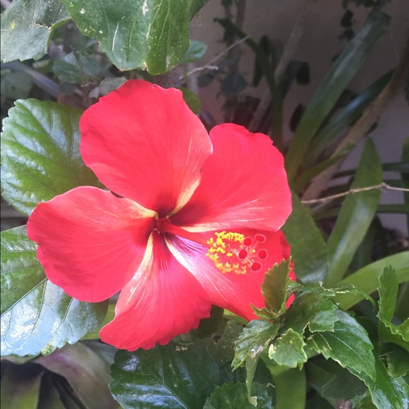 Meet your Posher, Kasey - Picture 1 of 1